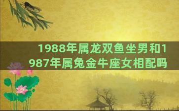 1988年属龙双鱼坐男和1987年属兔金牛座女相配吗